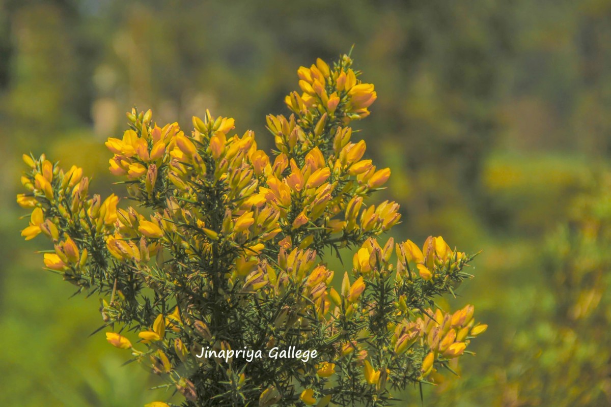 Ulex europaeus L.